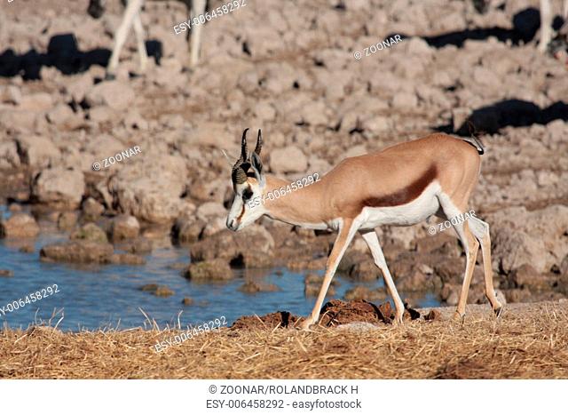 springbok at a waterhole