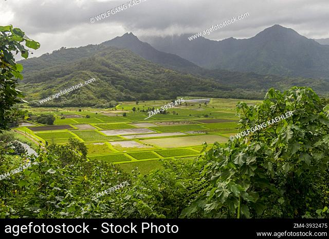 Overview of the wildlife refuge of the Hanalei Valley with Taro fields on the Hawaiian Island of Kauai, Hawaii, USA