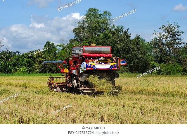 farm worker harvesting rice with tractor
