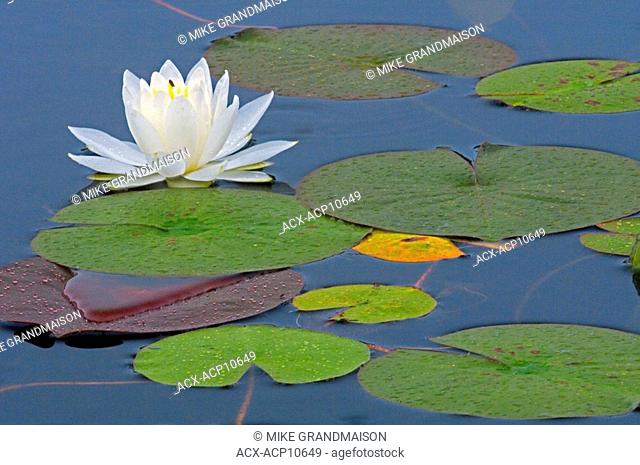 White water lily, Killarney Provincial Park, Ontario, Canada
