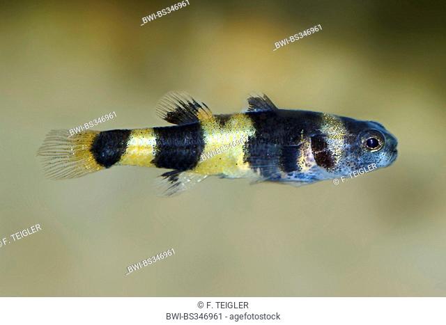 Bumblebee fish, Bumblebee goby (Brachygobius xanthozona), swimming