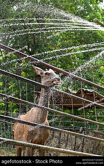 The prolonged heat causes problems not only for humans but also for animals in zoos. They need constant access to water, seek shade and are more likely to stay...