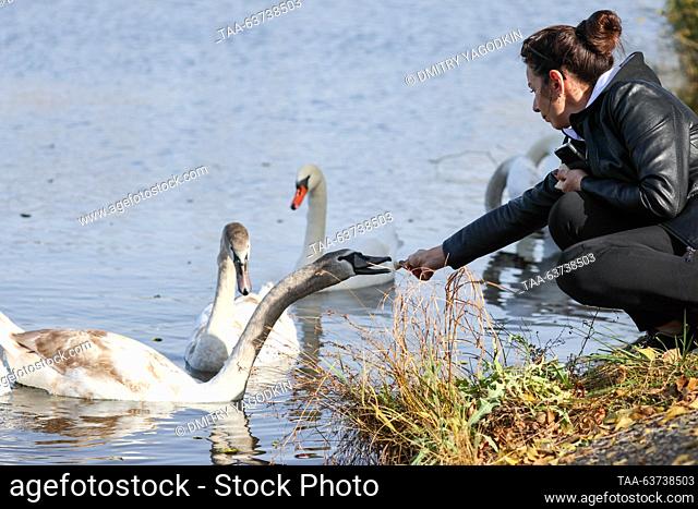 RUSSIA, DONETSK - OCTOBER 23, 2023: A woman feeds mute swans swimming in the Alekseyevsky Stavok Pond. Dmitry Yagodkin/TASS