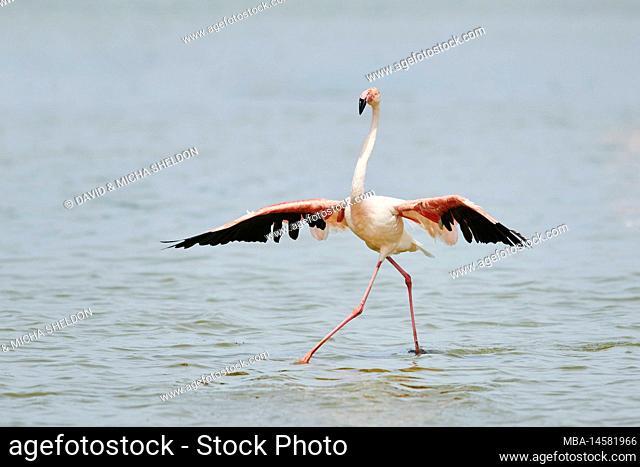 Pink flamingo (Phoenicopterus roseus), landing, lateral, Camargue, France, Europe