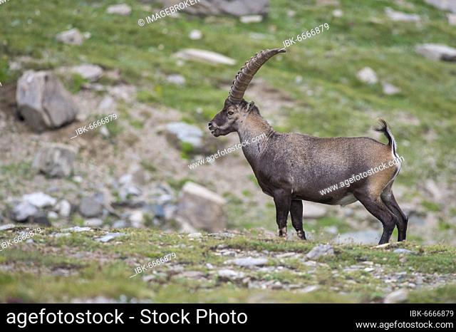 Alpine Ibex (Capra ibex) in a boulder field, ibex, mountain, Alps, Hohe Tauern National Park, Austria, Europe