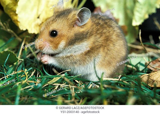 Golden Hamster, mesocricetus auratus, Adult eating