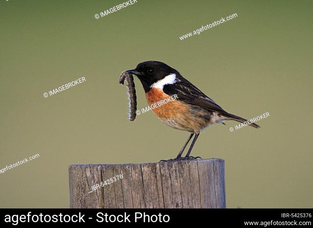 Stonechat, male, with African stonechat (Saxicola torquata), lateral, Portugal, Europe