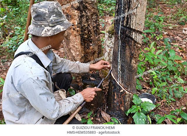 Cambodia, Ratanakiri Province, near Banlung Ban Lung, rubber plantations, each morning Mr Bontern cutting the bark of rubber tree with a specific a knife