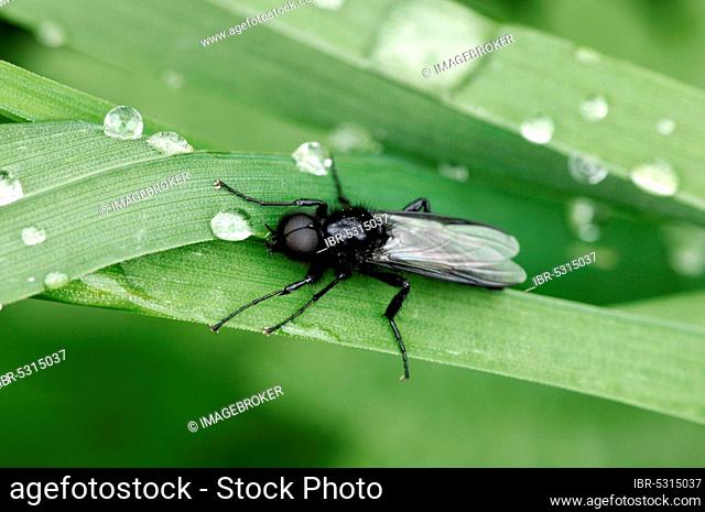 St. Mark's Fly (Bibio marci), female, North Rhine-Westphalia, Germany, Europe