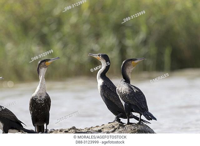 Africa, Ethiopia, Rift Valley, Ziway lake, White-breasted cormorant (Phalacrocorax lucidus), resting on a rock