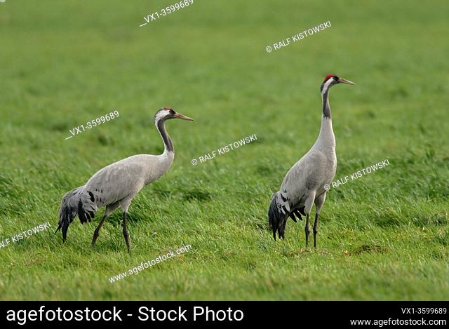 Cranes ( Grus grus ), Common Cranes, two adult, resting, feeding on grassland, green farmland while bird migration in fall, wildlife, Europe