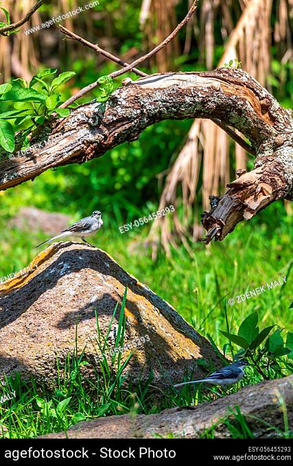 bird mountain wagtail (Motacilla clara), also known as the long-tailed wagtail or grey-backed wagtail, Wondo Genet, Ethiopia Africa safari wildlife