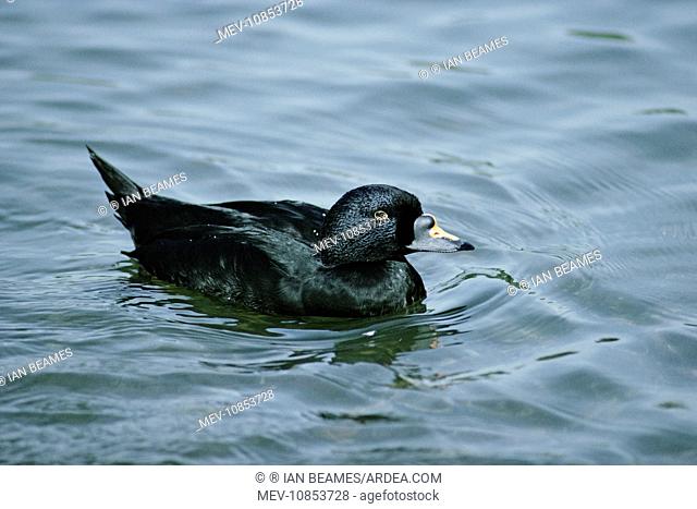 Common / Black Scoter DUCK - male, on water (Melanitta nigra)