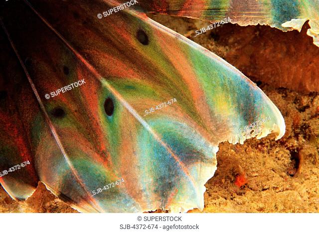 Red Lionfish, Pterios volitans, fin detail