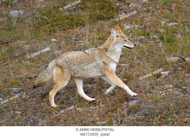 Coyote (Canis latrans), Rocky mountains, Canada