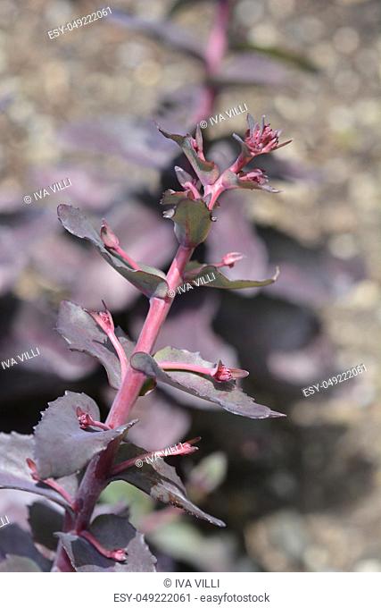 Orpine Purple Emperor - Latin name - Hylotelephium telephium Purple Emperor (Sedum telephium Purple Emperor)