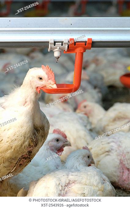 Chickens drinking from a feeding nipple in a chicken coop Photographed in Kibbutz Maagan Michael, Israel