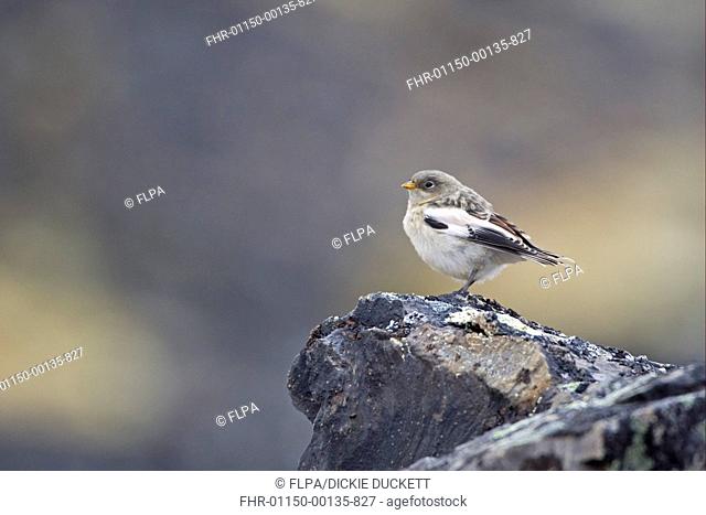 Snow Bunting Plectrophenax nivalis juvenile, perched on rock, Spitzbergen, Svalbard, july