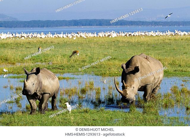 Kenya, Nakuru national park, white rhino (Ceratotherium simum), mother and young and piscivorous birds