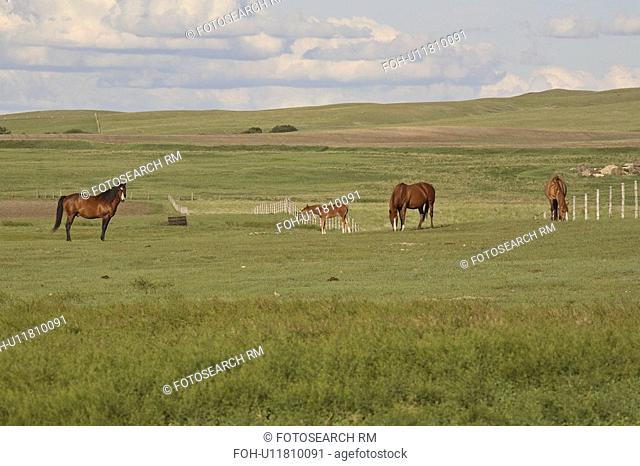 saskatchewan, pasture, scenic, coteau, missouri, horses
