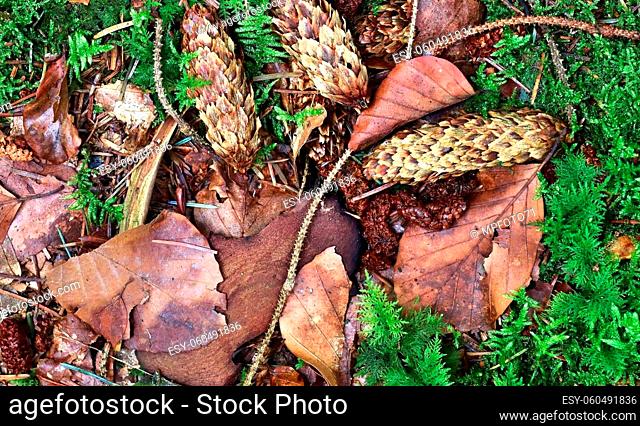 The ground in a forest with pine cones, moss, grass, pine needles, autumn leaves. Forest soil texture background