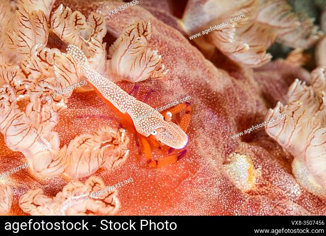 Commensal Emporer shrimp on a sea slug or nudibranch, Zenopontonia rex atop the gills of Hexabranchus sanguineus, Lembeh Strait, North Sulawesi, Indonesia
