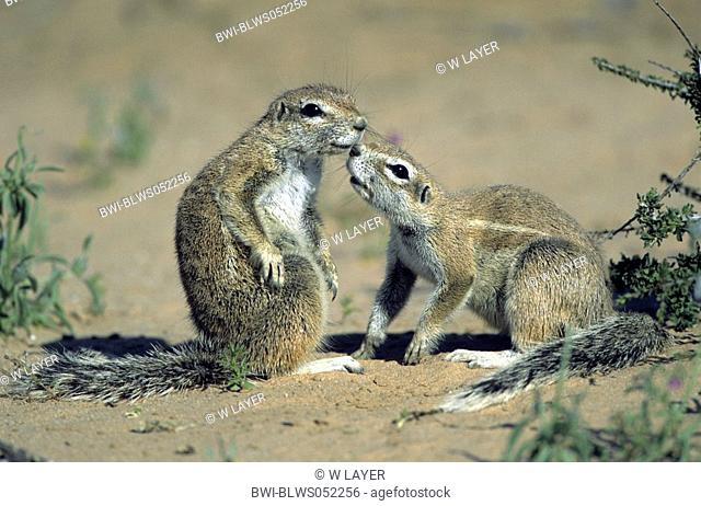 South African ground squirrel, Cape ground squirrel Geosciurus inauris, Xerus inauris, tender greeting
