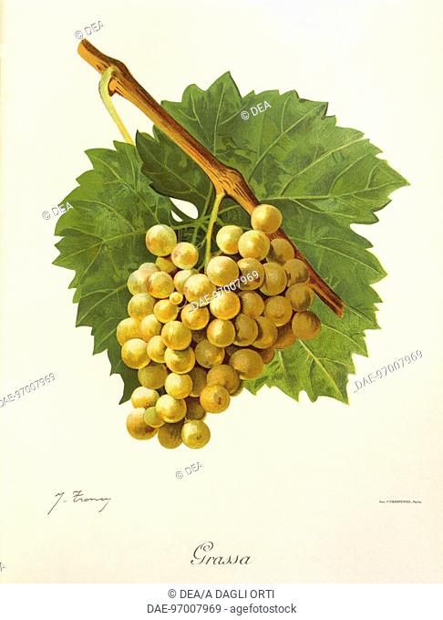Pierre Viala (1859-1936), Victor Vermorel (1848-1927), Traite General de Viticulture. Ampelographie, 1901-1910. Tome IV, plate: Grassa grape