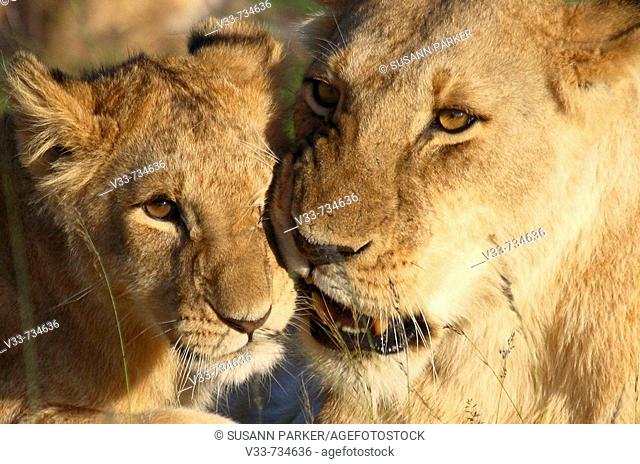 Lioness grooming her cub on the plains of the Masai Mara, Kenya