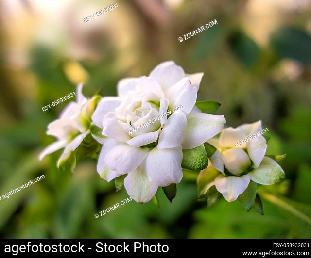 white flowerheads in natural ambiance