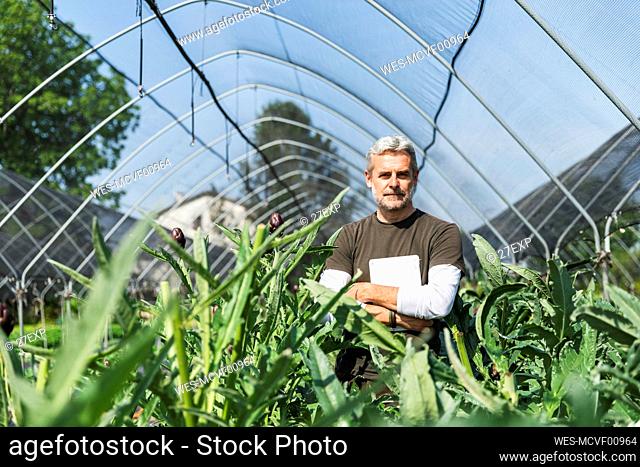 Mature farmer with tablet PC standing in artichoke greenhouse