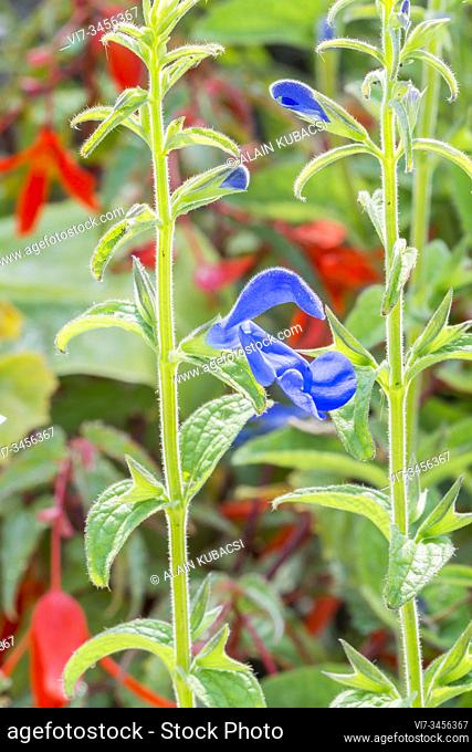 Gentian Sage / Salvia patens