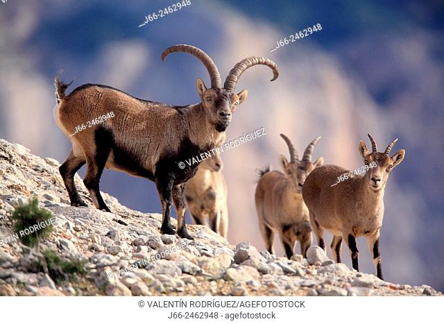 Ibex (Capra pyrenaica), adult male with a group of young males and females, in the natural park Els Ports. Tarragona. Spain