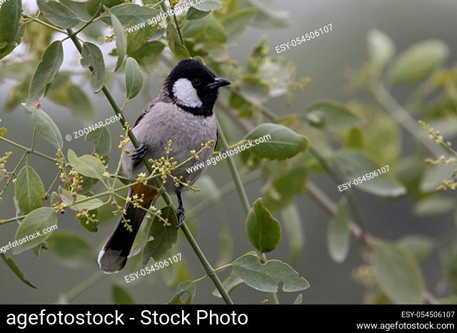 white-eared bulbul that sits on a bush branch on a cloudy winter day