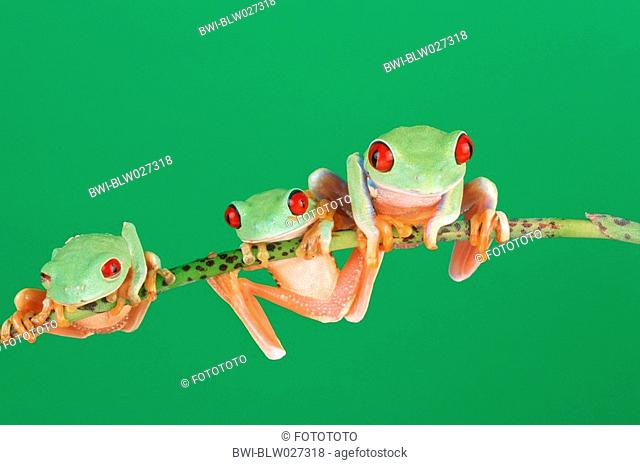 red-eyed treefrog Agalychnis callidryas, three animals sitting on a stem