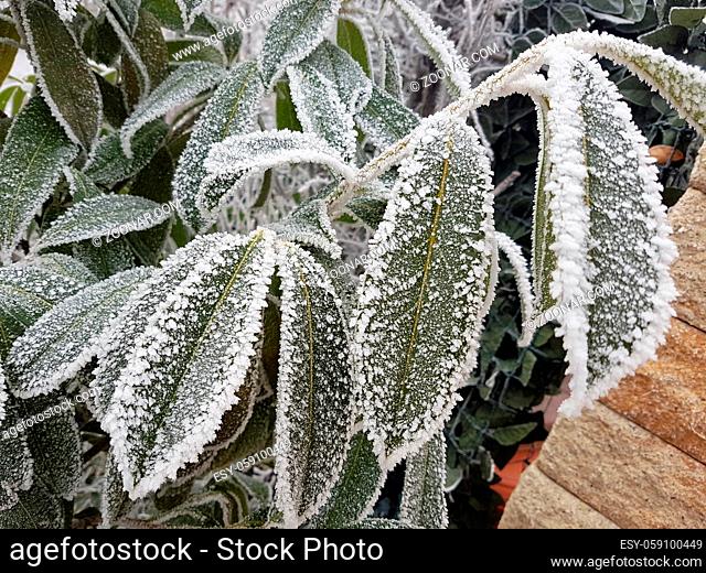 Raureif-Impressionen im Winter auf Blaettern und Dolden. Hoarfrost impressions in winter on leaves and umbels