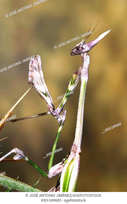 Mantis (Empusa pennata), female