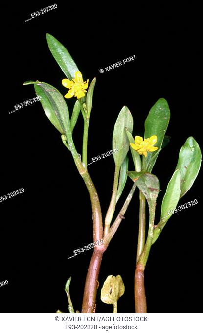 Adder's-tongue Spearwort (Ranunculus ophioglossifolius)