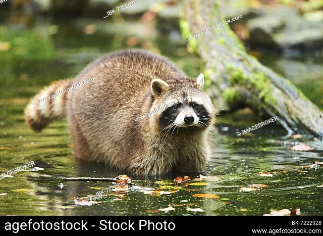 Common raccoon (Procyon lotor) in the water, Bavaria, Germany, Europe