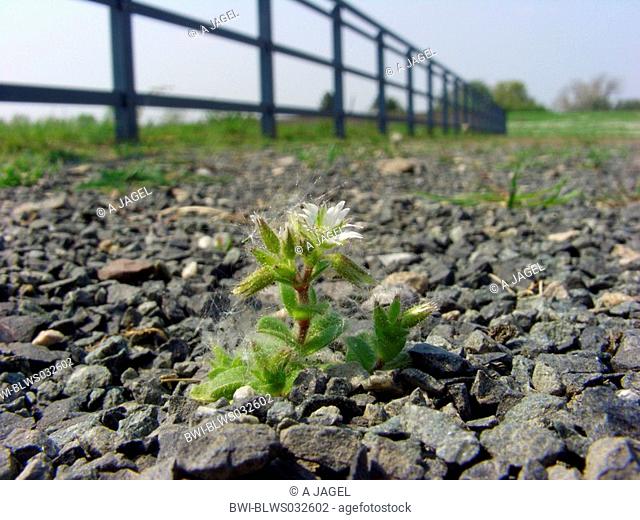 mouse-ear chickweed, sticky mouse-ear Cerastium glomeratum, plant on gravelly ground on industrial wasteland, Germany, North Rhine-Westphalia, Ruhr Area, Bochum