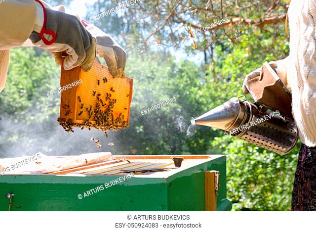 Beekeeper is working with bees and beehives on the apiary