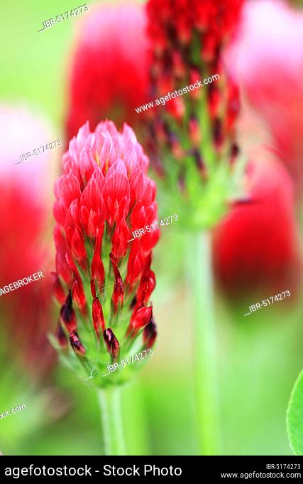 Crimson clover (Trifolium incarnatum), blood clover, rose clover