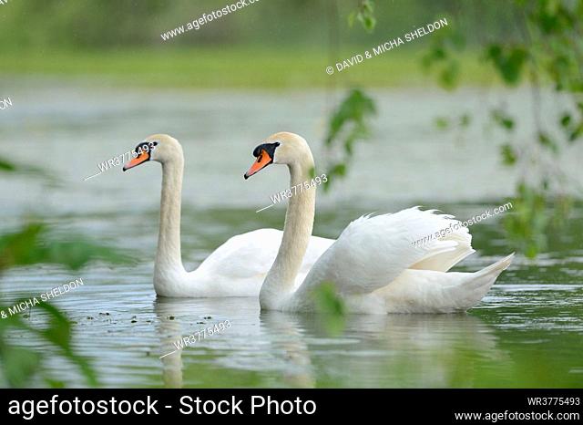 Two Mute Swans (Cygnus olor) swimming in a pond