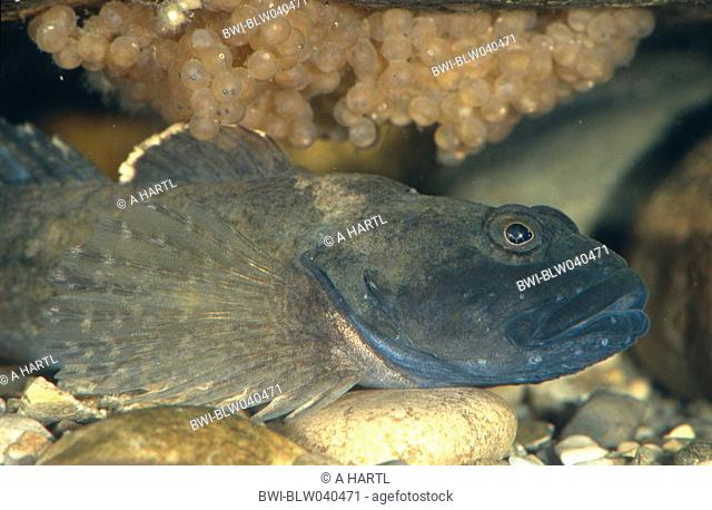 Miller's thumb, bullhead Cottus gobio, male in spawn cave with egg bales in early stadium, Bavaria, Inn, May 04
