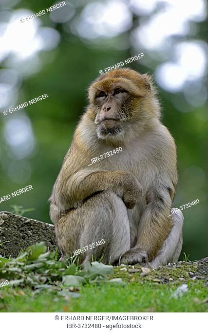 Barbary Macaque (Macaca sylvanus), in NaturZoo Rheine animal park, Münsterland, Nordrhein-Westfalen, Germany