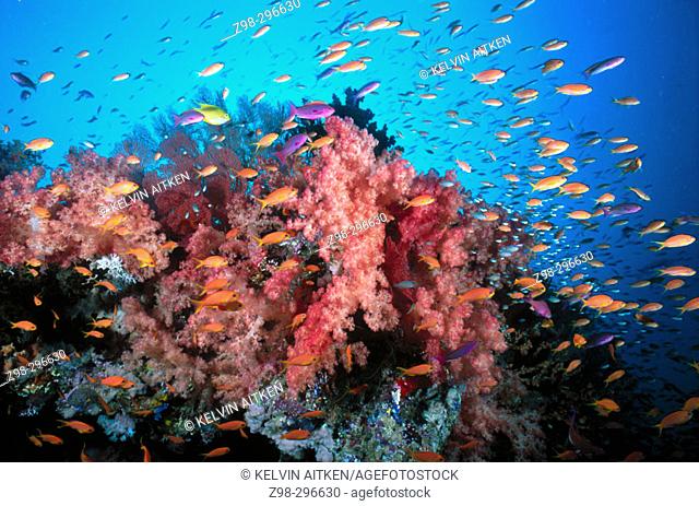 Soft corals (Dendronephthya sp.) and anthias fish (Anthias sp.) over coral reef