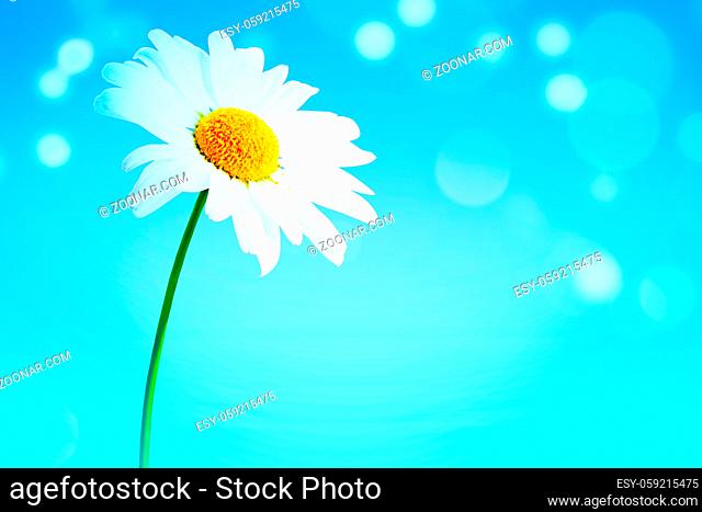 Sunny summer and sping background with chamomile flowers