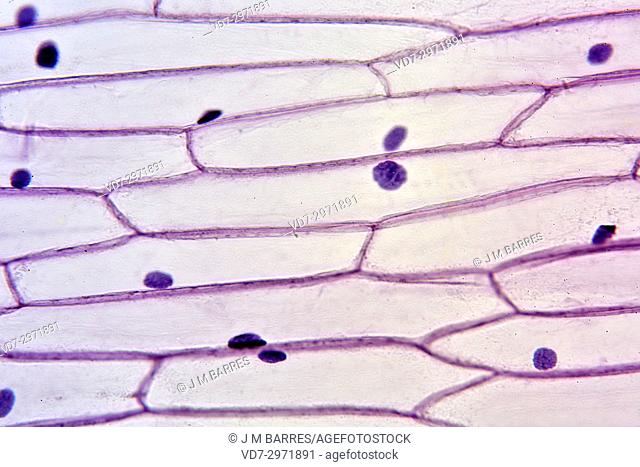 Onion epidermis (Allium cepa) showing cells and nucleus. Optical microscope X200