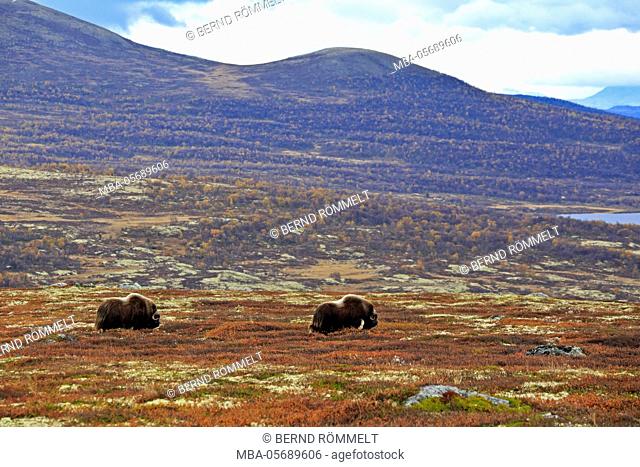 Europe, Norway, region of Trondelag, Süd-Trondelag, Dovrefjell-Sunndalsfjella national park, musk ox, Ovibos moschatus