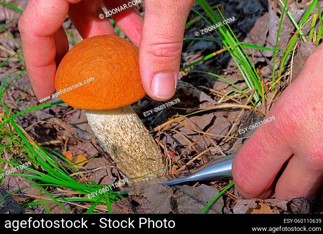 Rotkappe - red cap mushroom 12